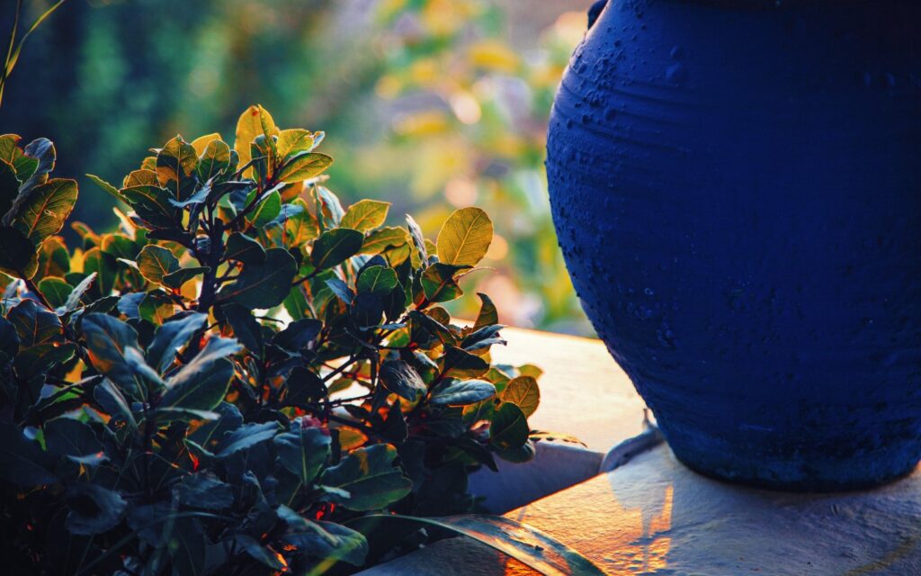 Flower Pots