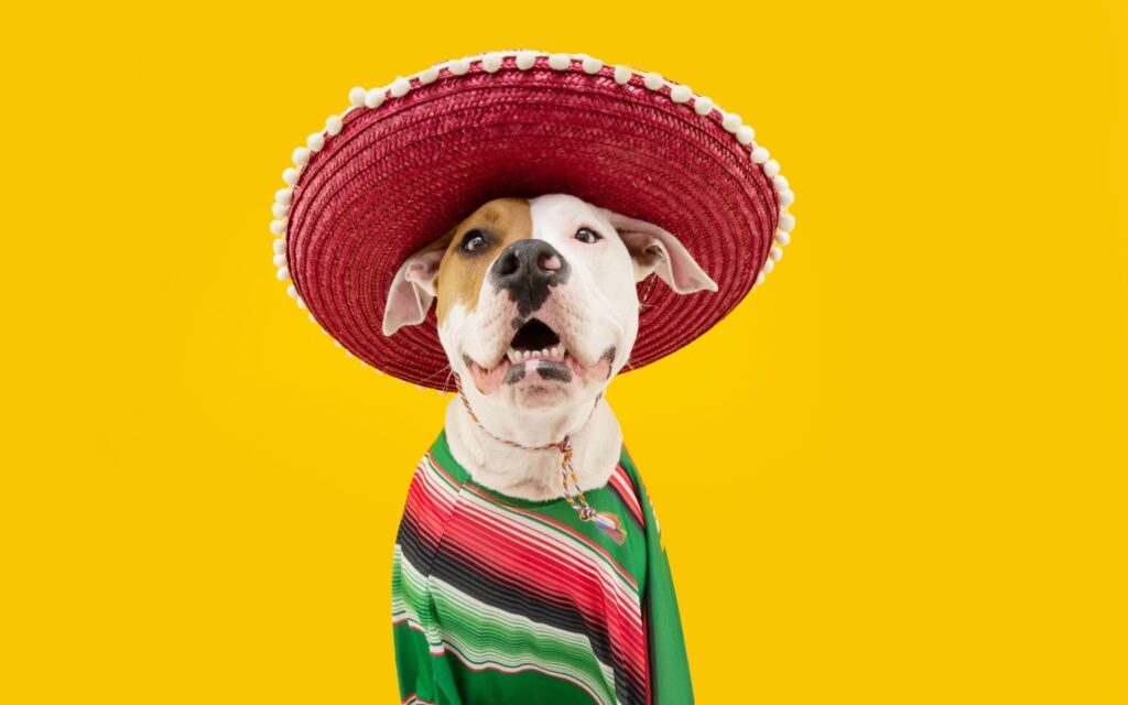 Pet Supplies